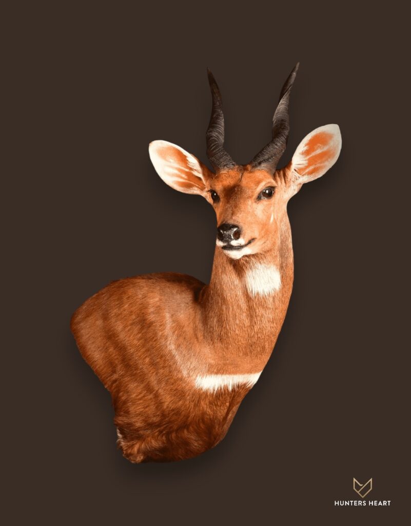 ALT TEXT|Bushbuck Wall Mount Taxidermy - Exclusive Mount