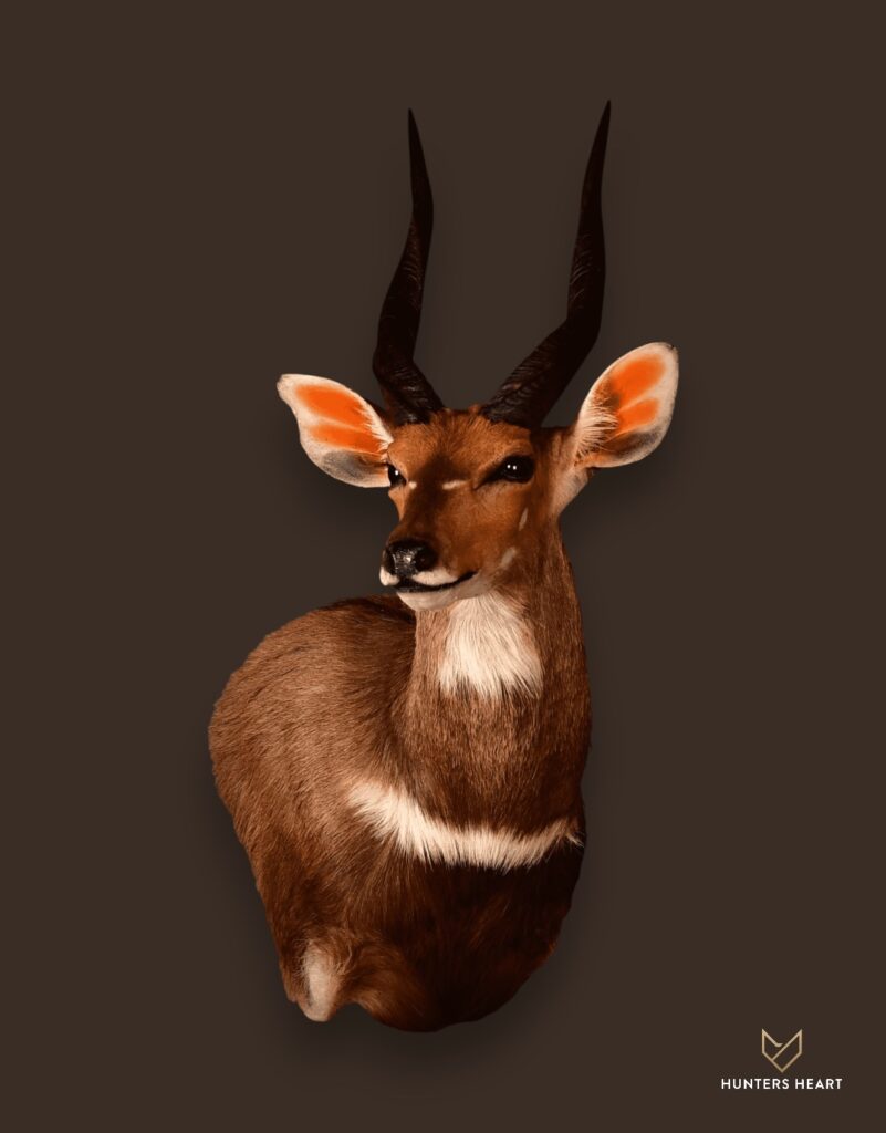 ALT TEXT|Bushbuck Wall Mount Taxidermy - Masterpiece Collection