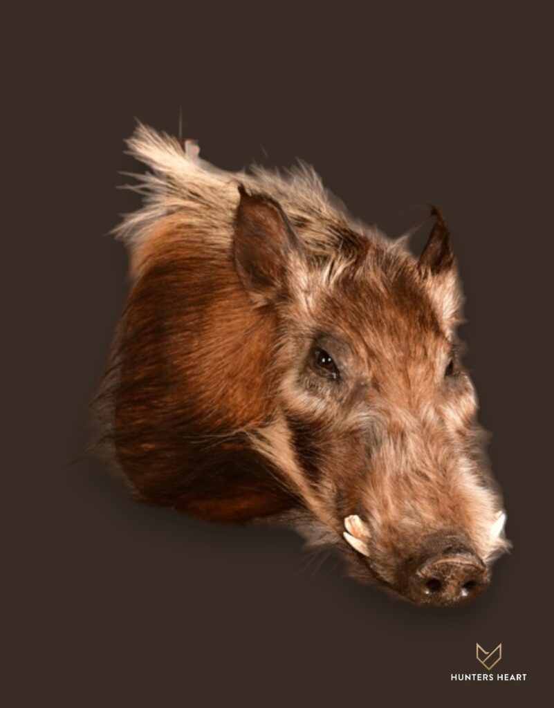 ALT TEXT|Bushpig Shoulder Mount Taxidermy - Premium Edition