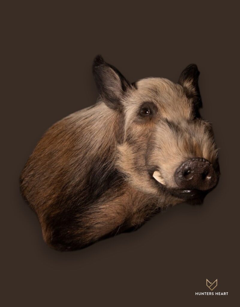 ALT TEXT|Bushpig Shoulder Mount Taxidermy - Masterpiece Collection