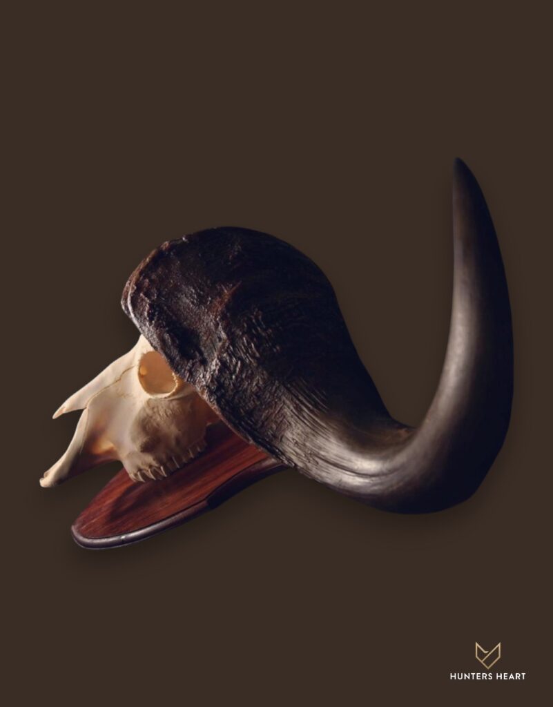 ALT TEXT|Cape Buffalo European Mount Taxidermy - Exclusive Mount