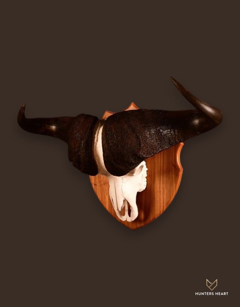 ALT TEXT|Cape Buffalo European Mount Taxidermy - Masterpiece Collection
