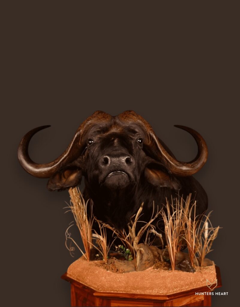 ALT TEXT|Cape Buffalo Floor Pedestal Mount Taxidermy - Heritage Quality