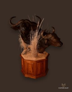 ALT TEXT|Cape Buffalo Floor Pedestal Mount Taxidermy - Premium Edition