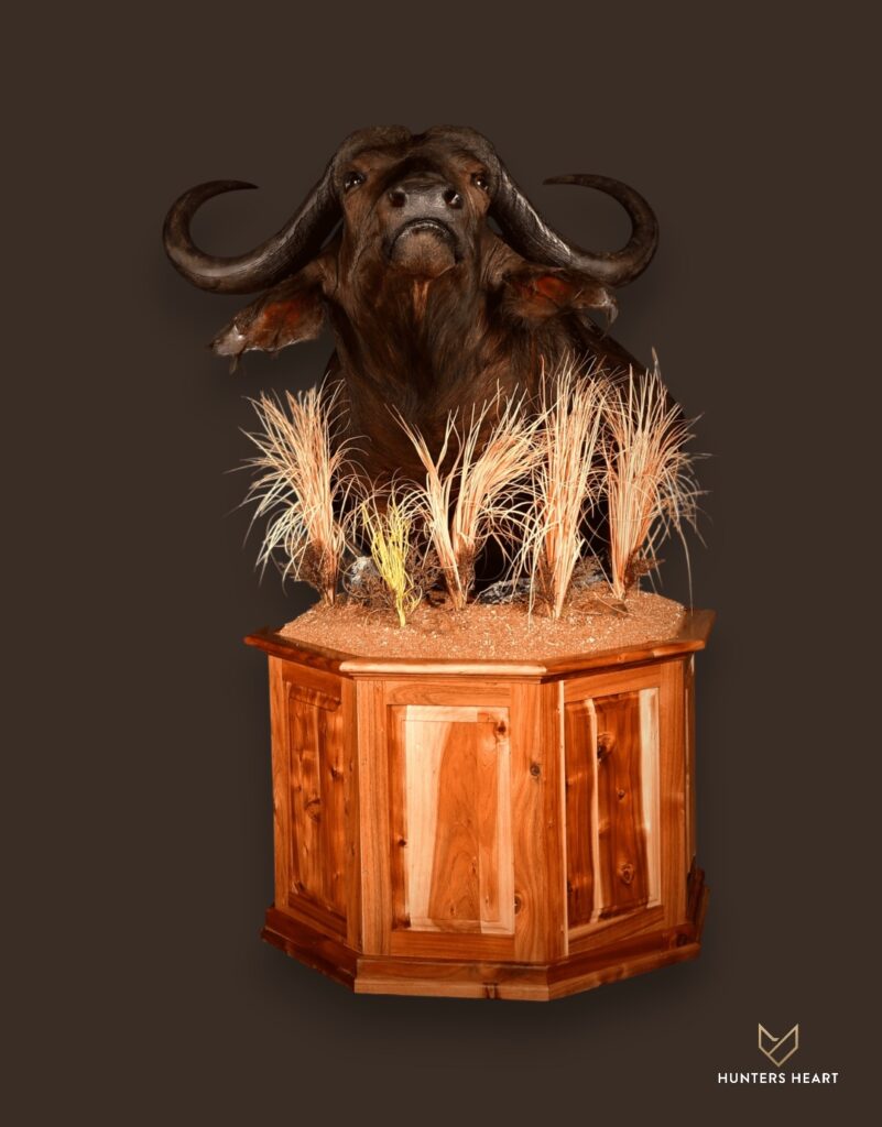 ALT TEXT|Cape Buffalo Floor Pedestal Mount Taxidermy - Masterpiece Collection
