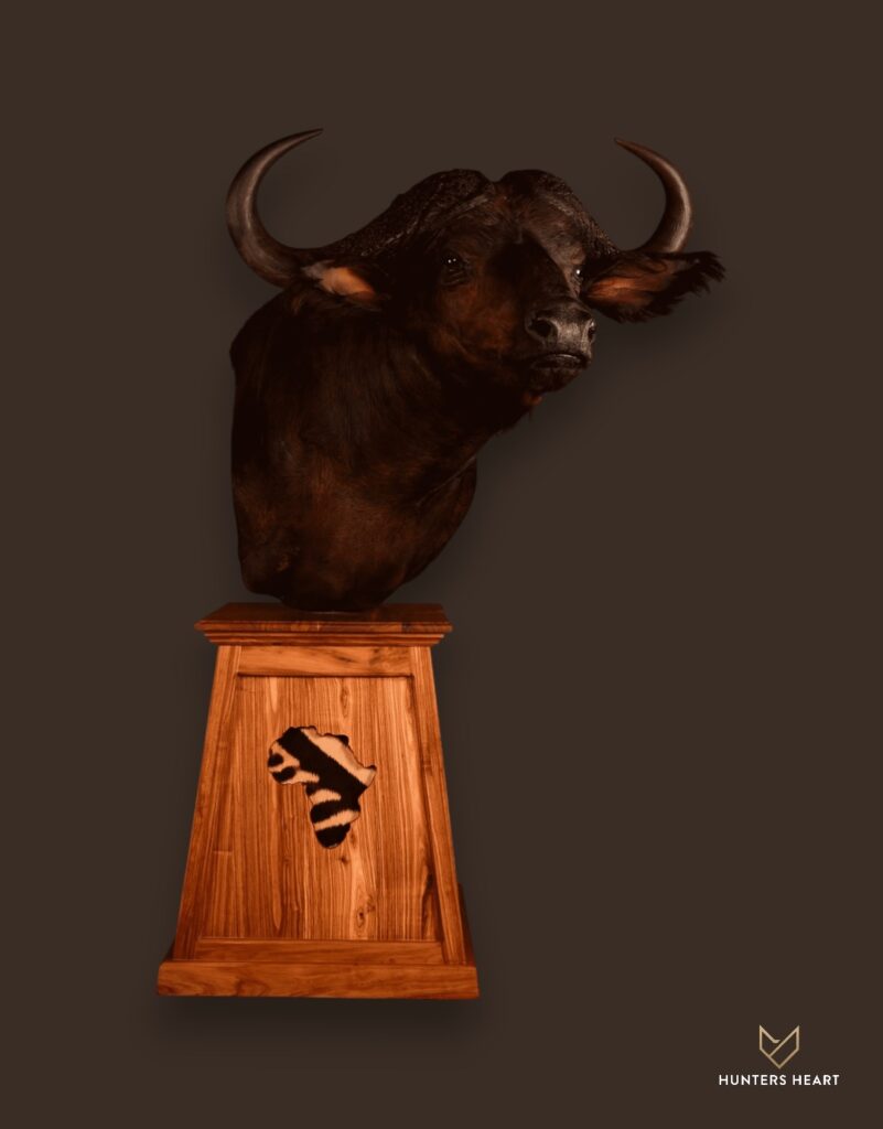 Cape Buffalo Floor Pedestal Mount Taxidermy - Exclusive Mount