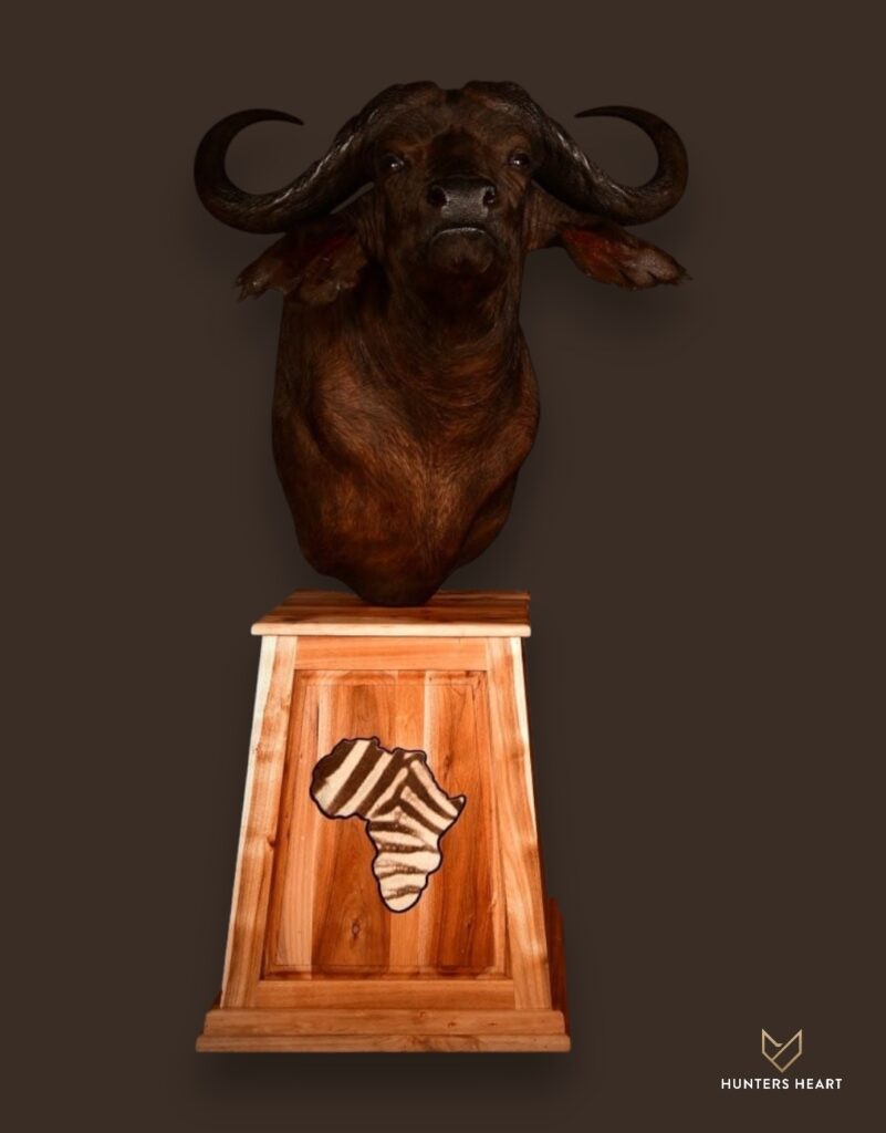 ALT TEXT|Cape Buffalo Floor Pedestal Mount Taxidermy - Signature Series