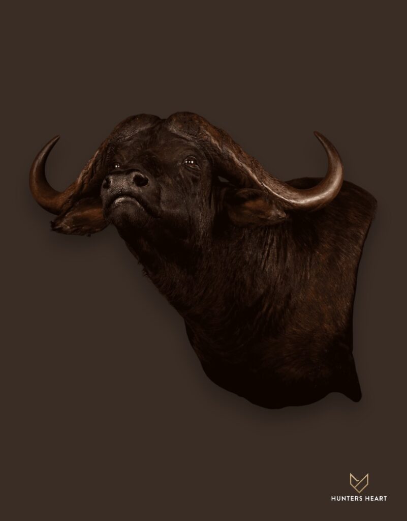ALT TEXT|Cape Buffalo Shoulder Mount Taxidermy - Prestige Line