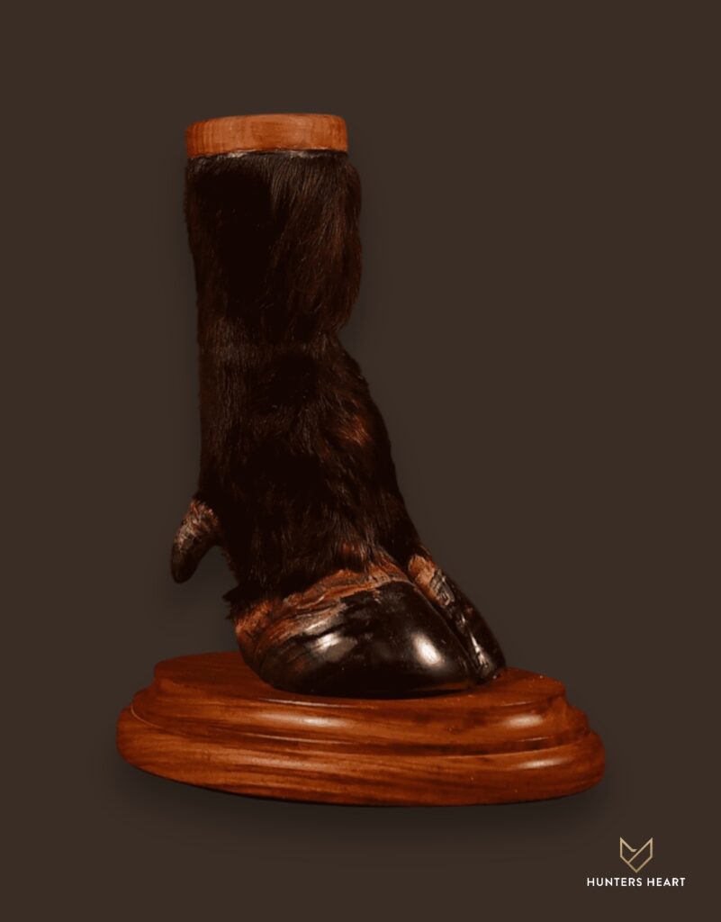Cape Buffalo Curios Taxidermy - Signature Series