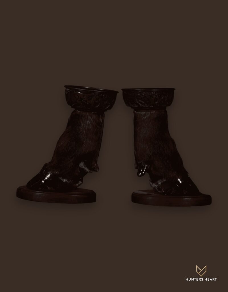 ALT TEXT|Cape Buffalo Curios Taxidermy - Exclusive Mount