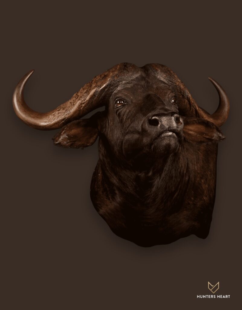 Cape Buffalo Shoulder Mount Taxidermy - Artisan Design