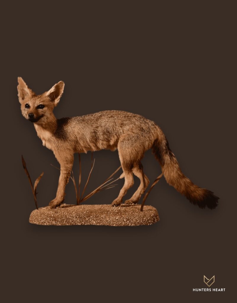ALT TEXT|Cape Fox Life-Size mount Taxidermy - Premium Edition