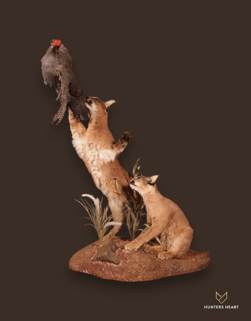 ALT TEXT|Caracal Life-Size mount Taxidermy - Premium Edition