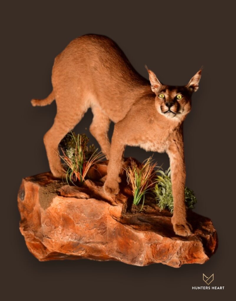 ALT TEXT|Caracal Life-Size mount Taxidermy - Masterpiece Collection