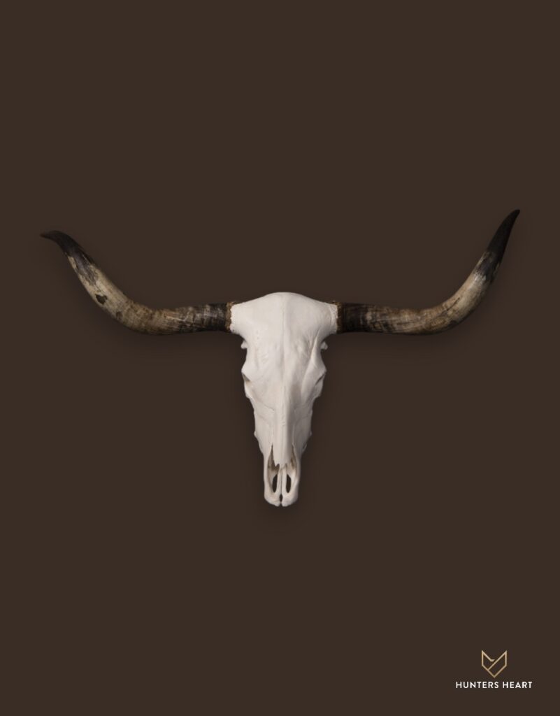 ALT TEXT|Cattle Bleached skull Taxidermy - Premium Edition