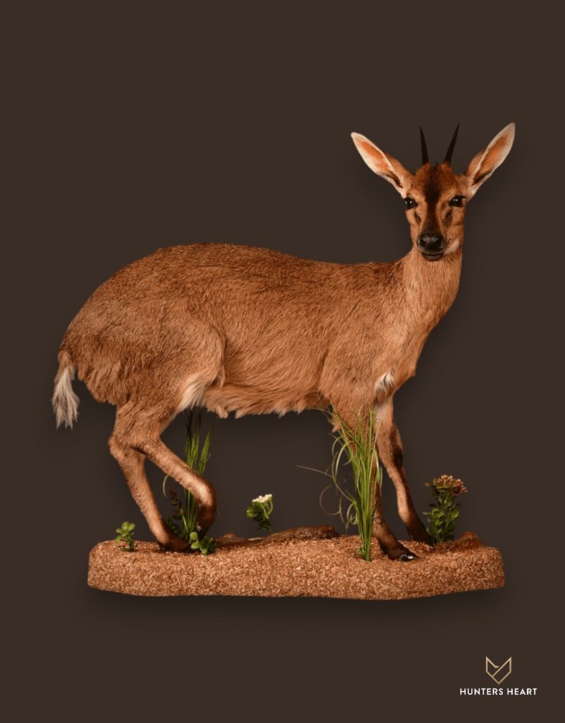 ALT TEXT|Common Duiker Life-Size mount Taxidermy - Premium Edition
