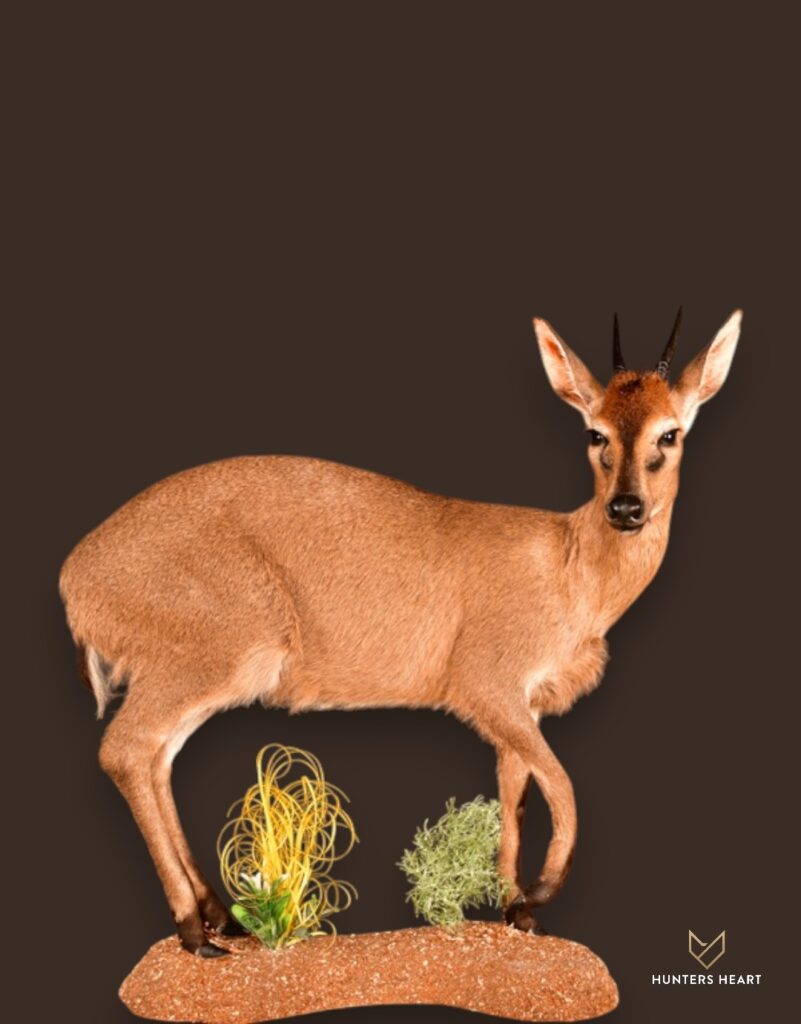 ALT TEXT|Common Duiker Life-Size mount Taxidermy - Exclusive Mount