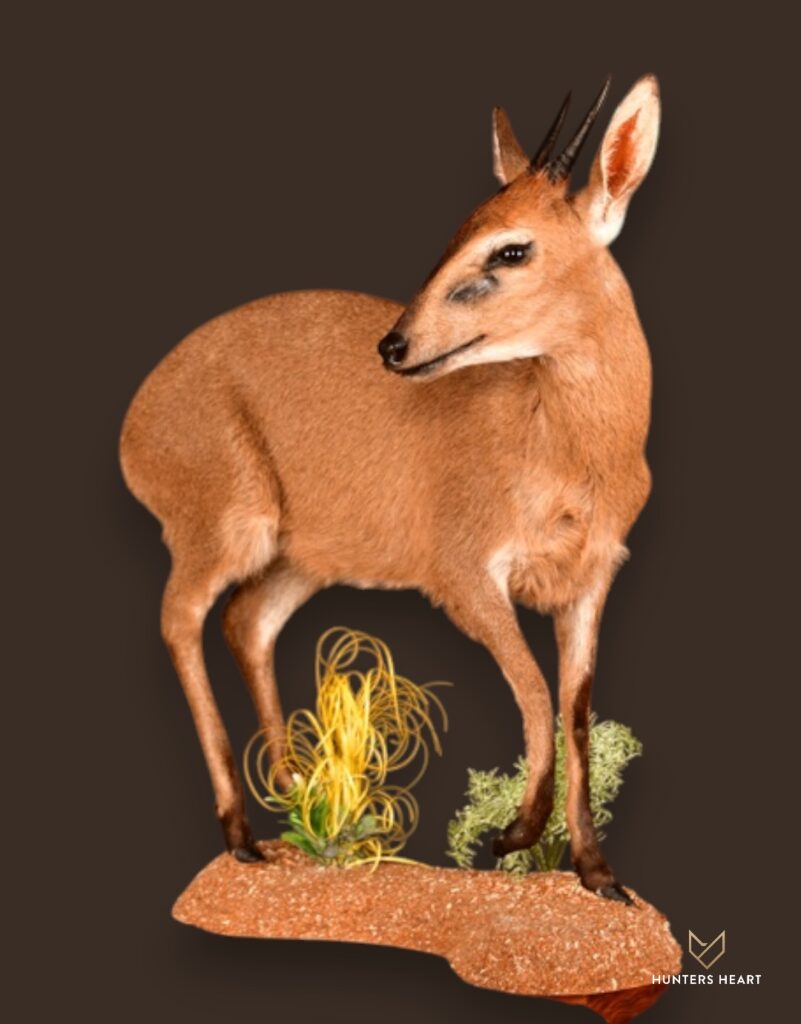 ALT TEXT|Common Duiker Life-Size mount Taxidermy - Masterpiece Collection