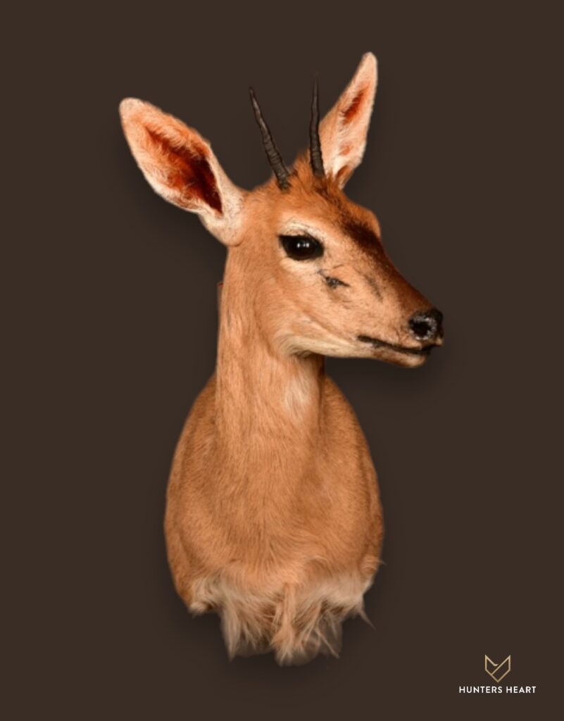 ALT TEXT|Common Duiker Shoulder Mount Taxidermy - Signature Series