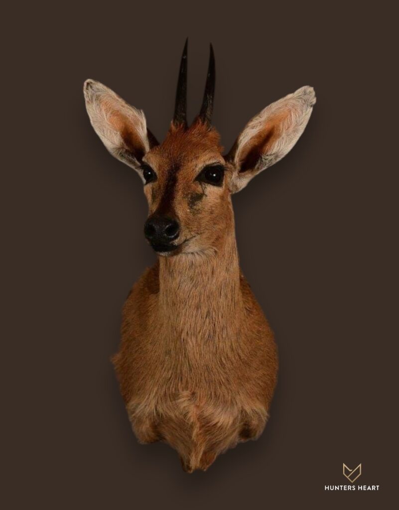 ALT TEXT|Common Duiker Shoulder Mount Taxidermy - Heritage Quality