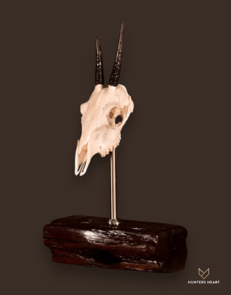 ALT TEXT|Common Duiker Tabletop Mount Taxidermy - Classic Display