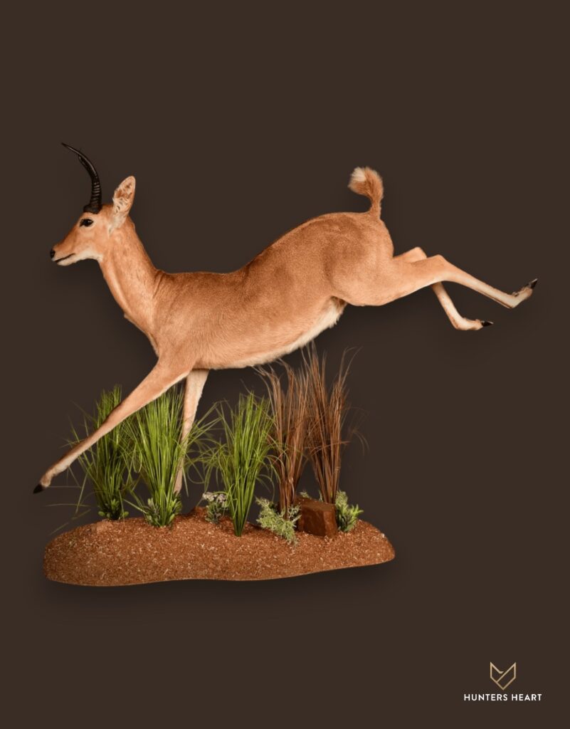 ALT TEXT|Common Reedbuck Life-Size mount Taxidermy - Premium Edition