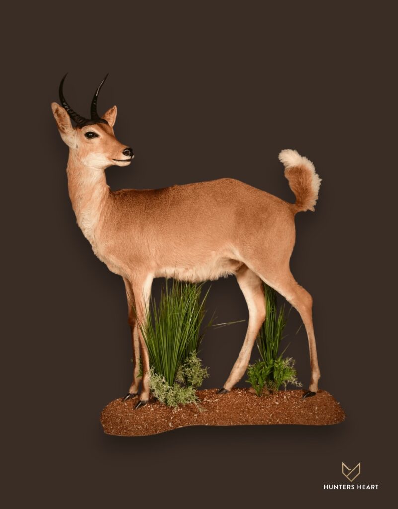 ALT TEXT|Common Reedbuck Life-Size mount Taxidermy - Exclusive Mount