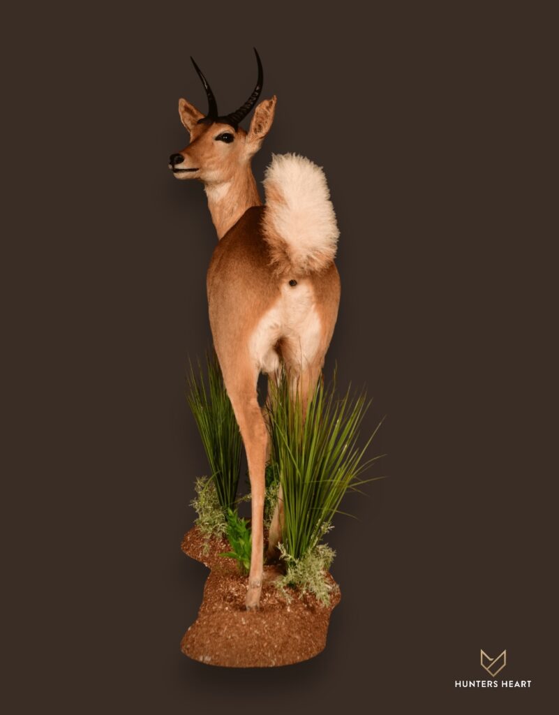 ALT TEXT|Common Reedbuck Life-Size mount Taxidermy - Masterpiece Collection