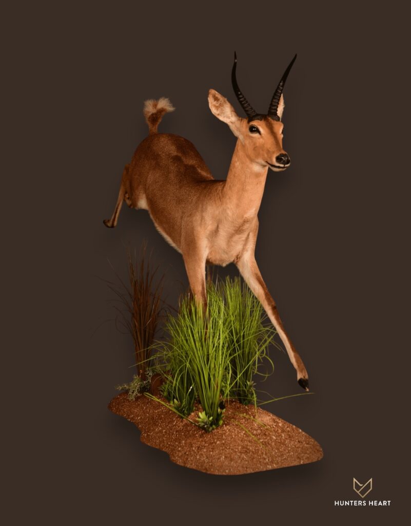 ALT TEXT|Common Reedbuck Life-Size mount Taxidermy - Signature Series