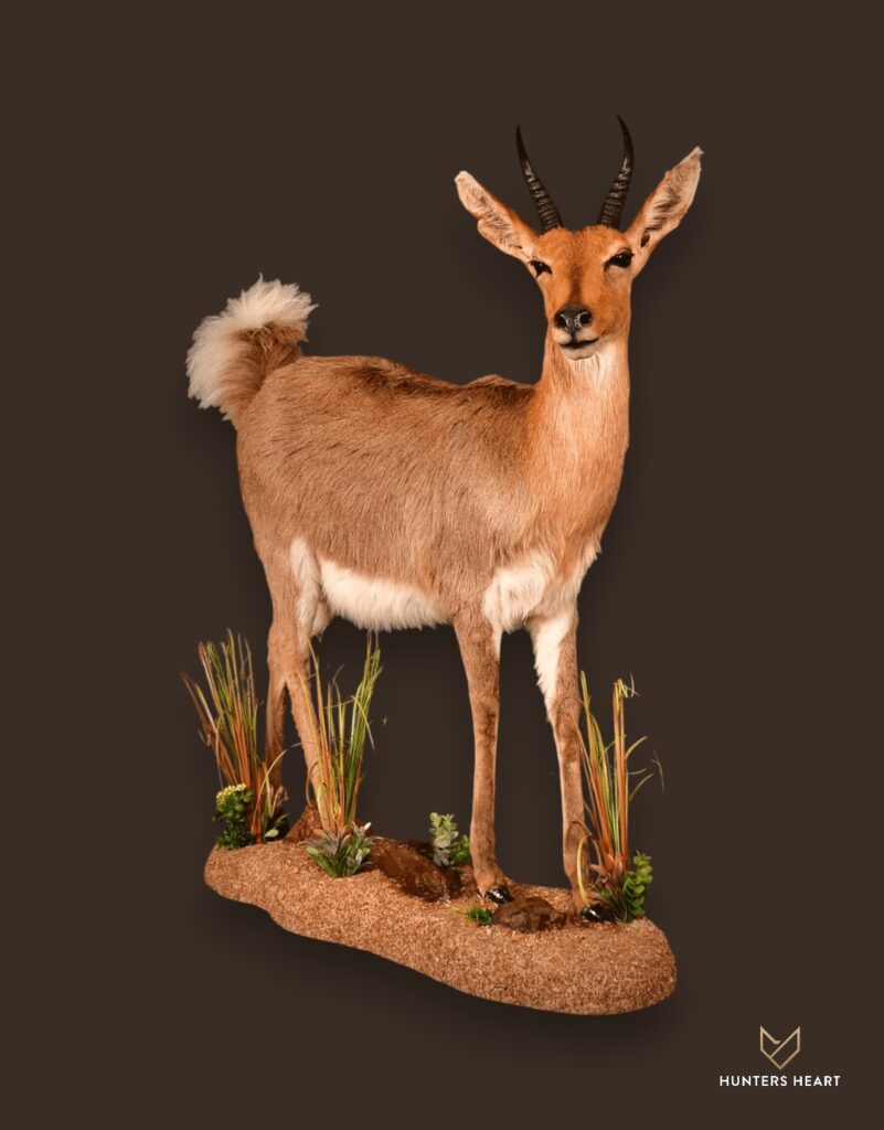 ALT TEXT|Common Reedbuck Life-Size mount Taxidermy - Classic Display