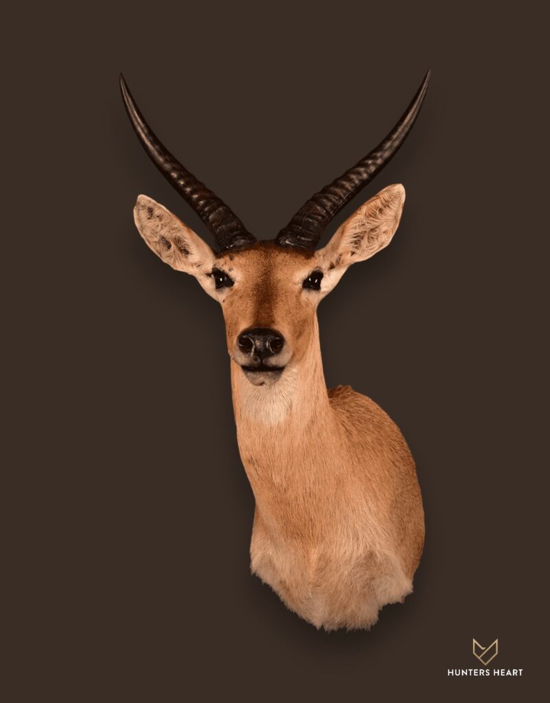 ALT TEXT|Common Reedbuck Shoulder Mount Taxidermy - Prestige Line