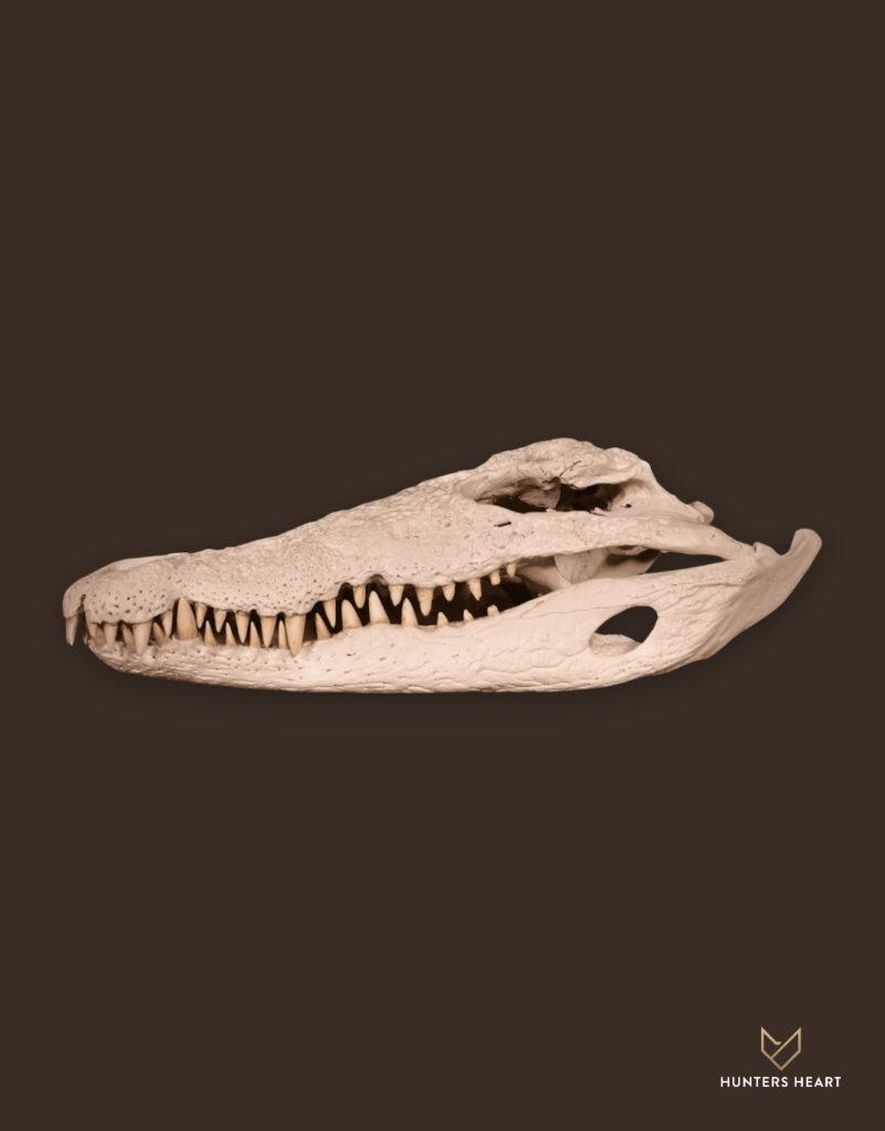 ALT TEXT|Nile Crocodile Bleached skull Taxidermy - Artisan Design