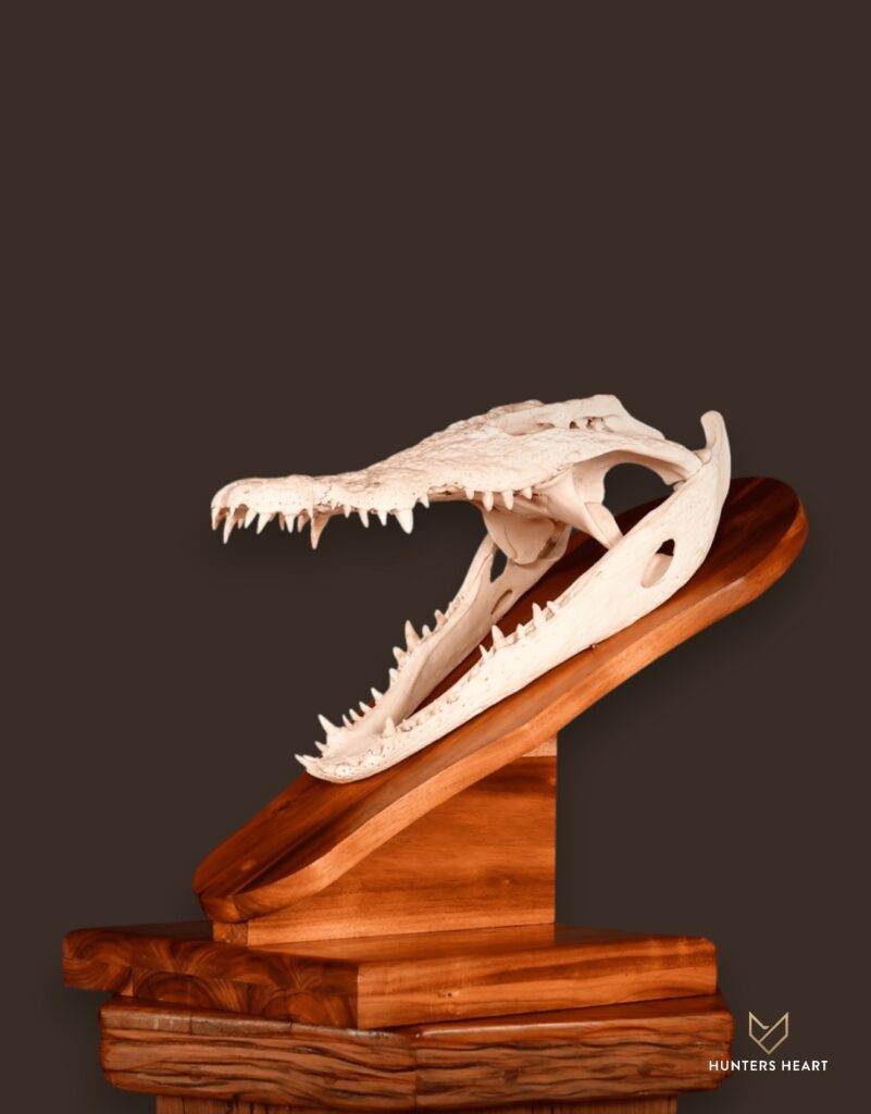 ALT TEXT|Nile Crocodile Bleached skull Taxidermy - Premium Edition