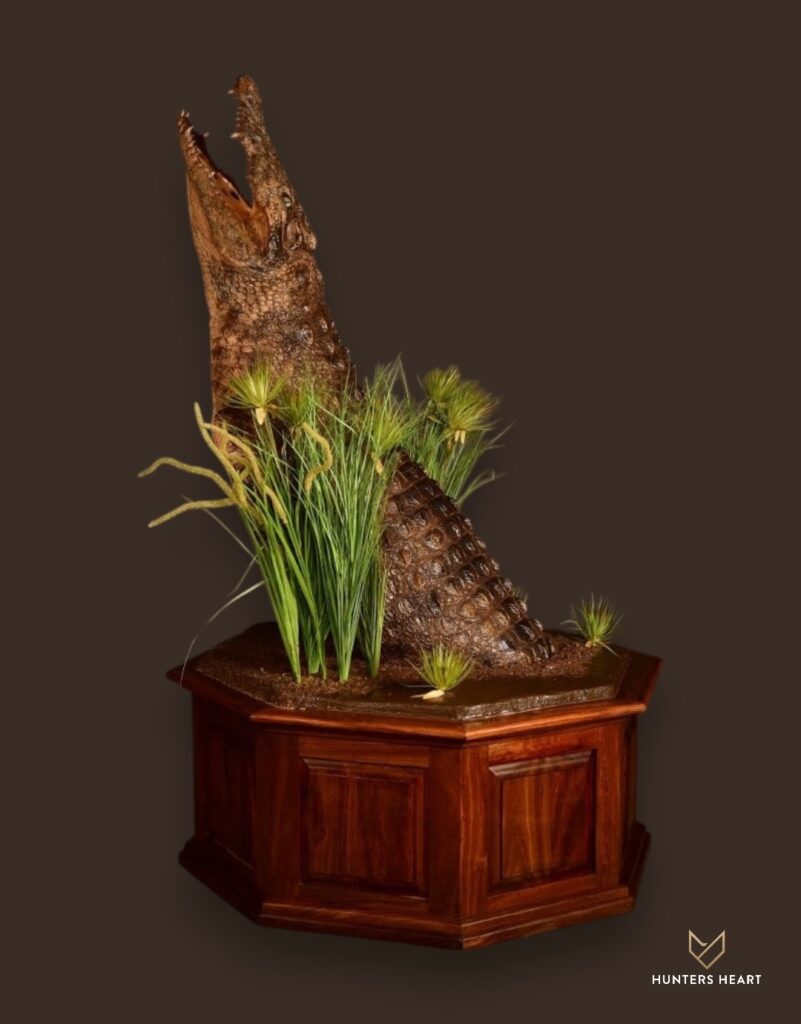 ALT TEXT|Nile Crocodile Half Mount Taxidermy - Custom Craftsmanship