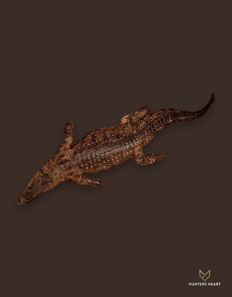 ALT TEXT|Nile Crocodile Life-Size mount Taxidermy - Exclusive Mount