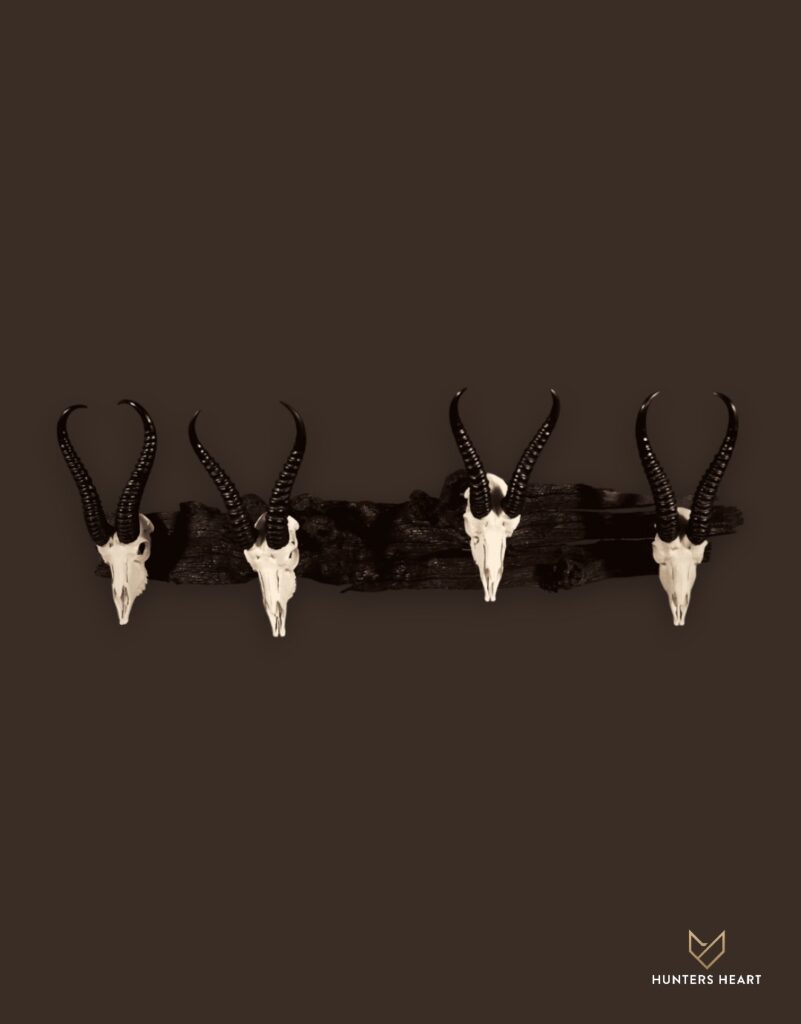 ALT TEXT|Springbuck Bleached skull Taxidermy - Heritage Quality