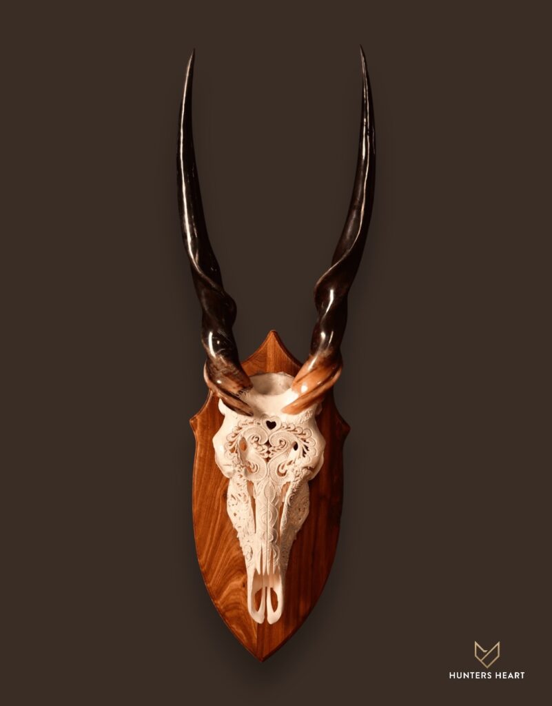 ALT TEXT|Eland Engraved Skull Taxidermy - Premium Edition