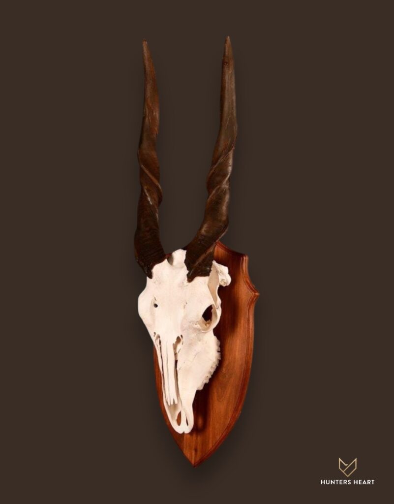 ALT TEXT|Eland European Mount Taxidermy - Artisan Design