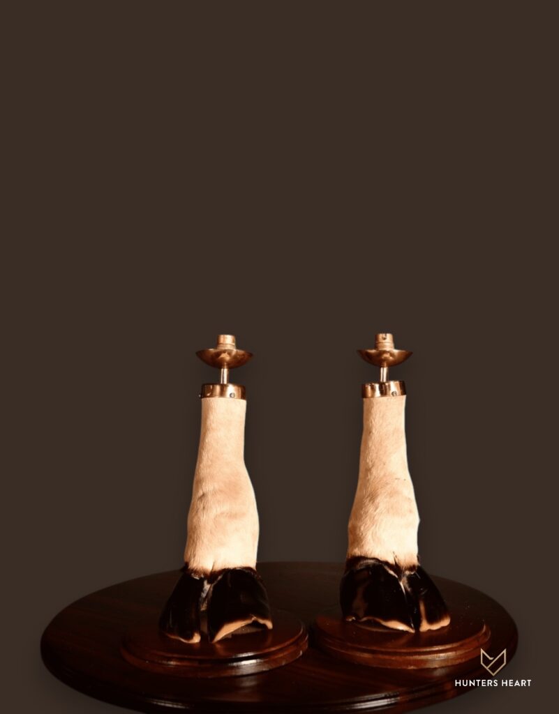 ALT TEXT|Eland Curios Taxidermy - Exclusive Mount