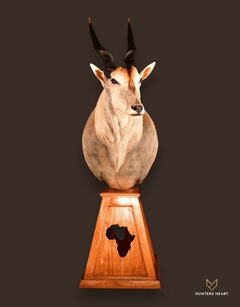 ALT TEXT|Eland Floor Pedestal Mount Taxidermy - Exclusive Mount
