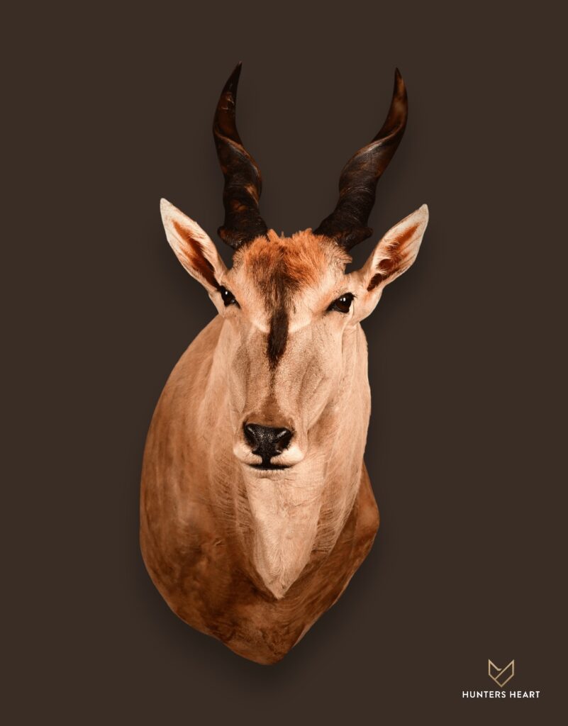 ALT TEXT|Eland Wall Mount Taxidermy - Signature Series