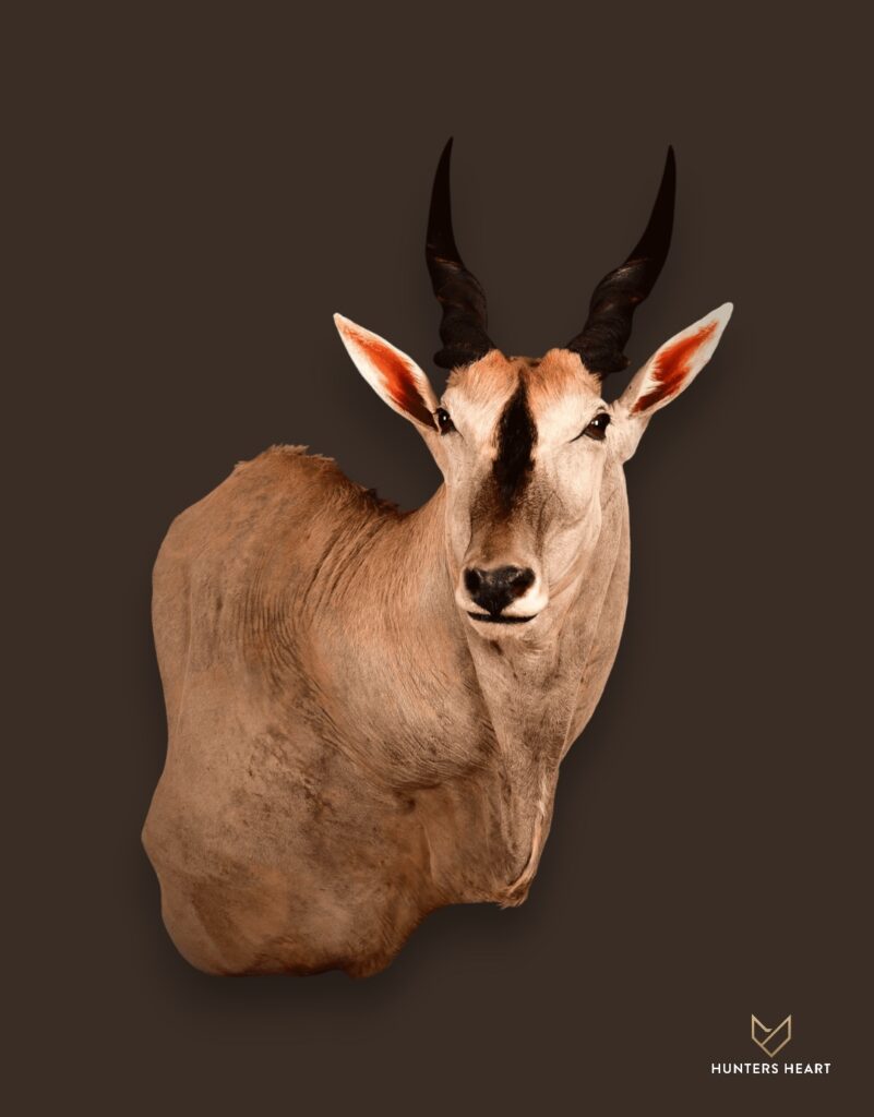 ALT TEXT|Eland Wall Mount Taxidermy - Heritage Quality