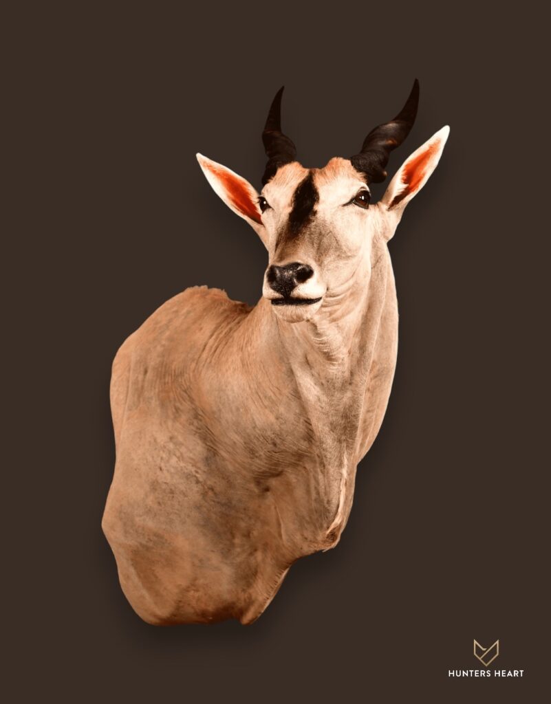 ALT TEXT|Eland Wall Mount Taxidermy - Classic Display