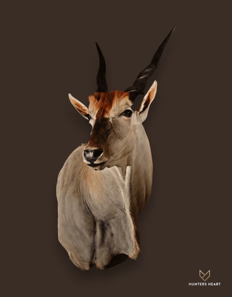 ALT TEXT|Eland Wall Mount Taxidermy - Prestige Line
