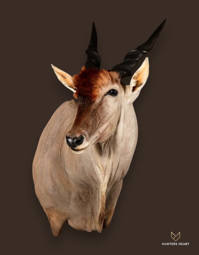 ALT TEXT|Eland Wall Mount Taxidermy - Elite Selection
