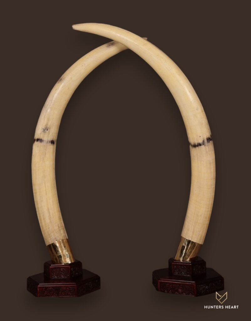 ALT TEXT|Elephant Tabletop Mount Taxidermy - Premium Edition