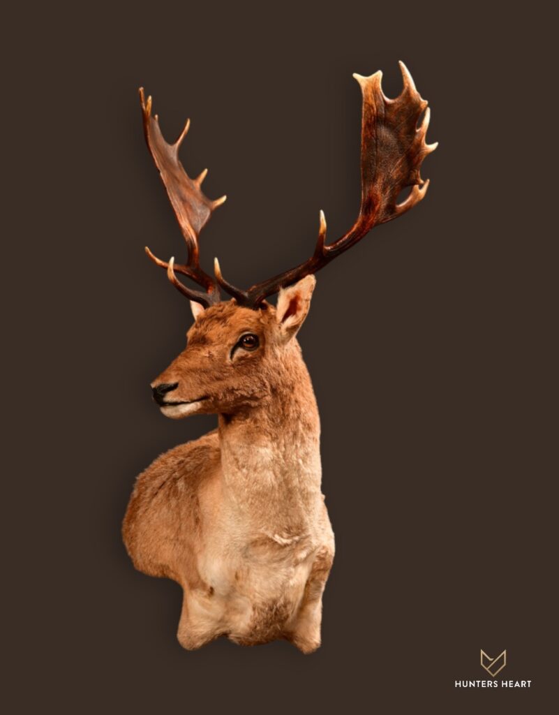 ALT TEXT|Fallow Deer Shoulder Mount Taxidermy - Premium Edition