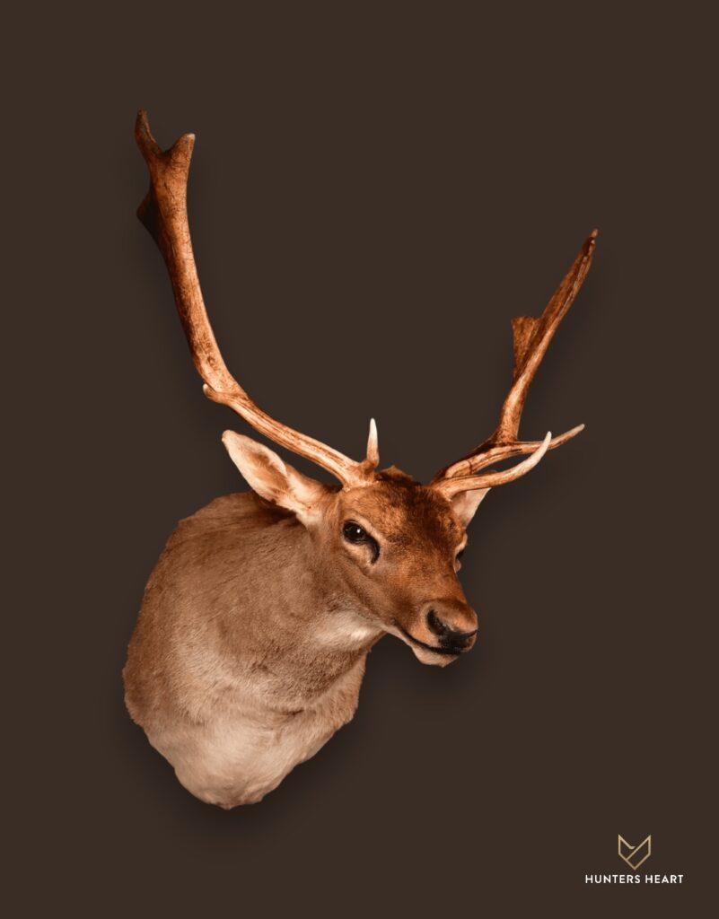 ALT TEXT|Fallow Deer Shoulder Mount Taxidermy - Exclusive Mount