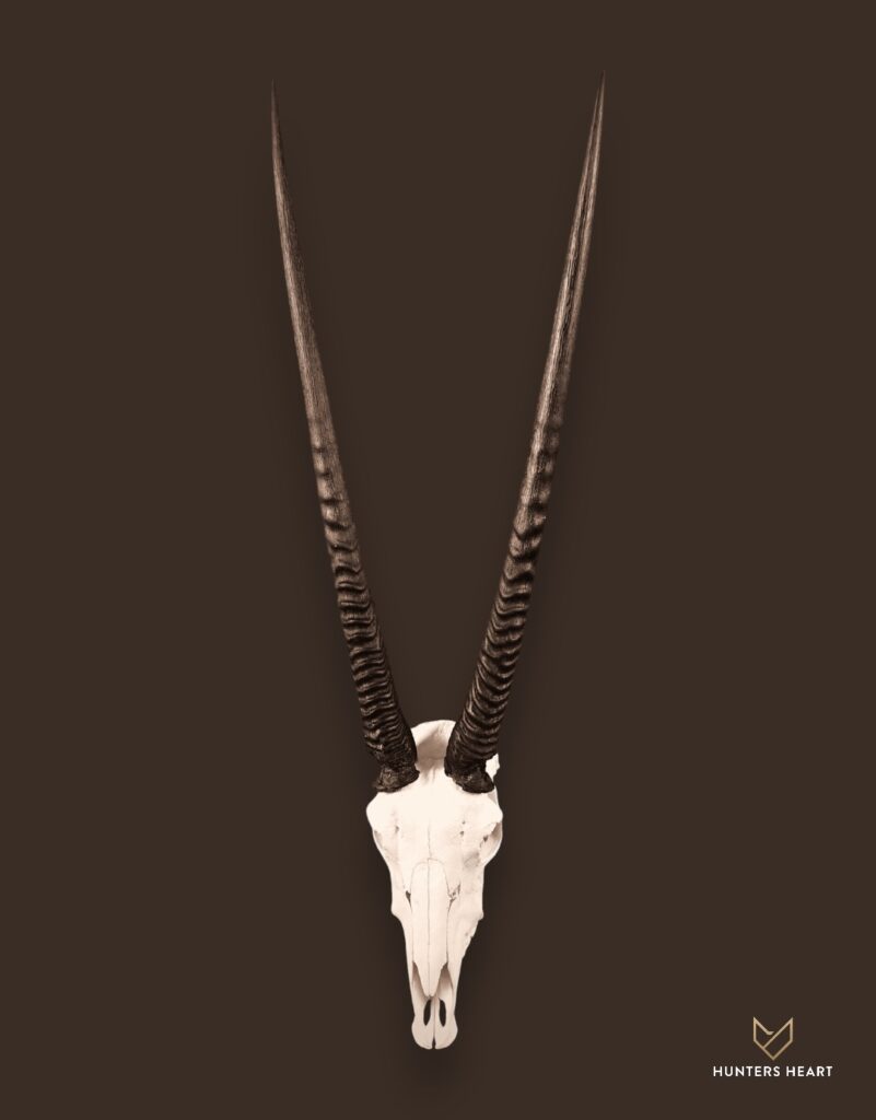 Gemsbuck Bleached skull Taxidermy - Exclusive Mount