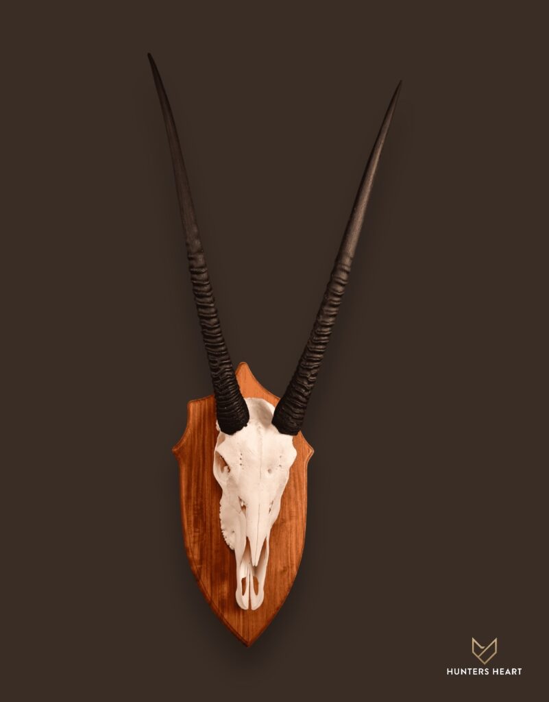 ALT TEXT|Gemsbuck European Mount Taxidermy - Elite Selection